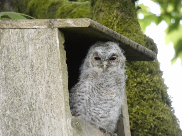 Owl sitting in bird box